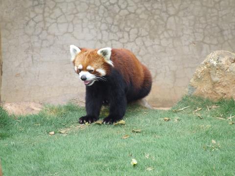 云南祥云縣保護生物多樣性 推動可持續發展